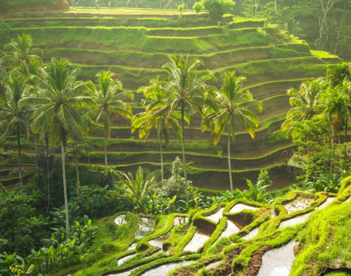 Ubud