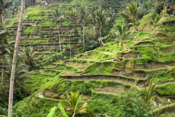 From Ubud: Hidden Waterfalls & Tegalalang Rice Terrace Tour
