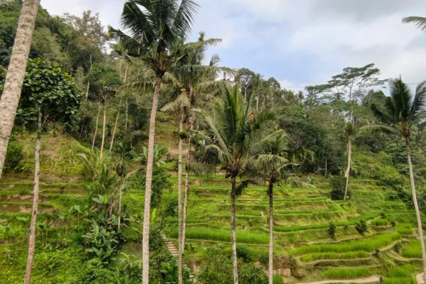 From Ubud: Hidden Waterfalls & Tegalalang Rice Terrace Tour