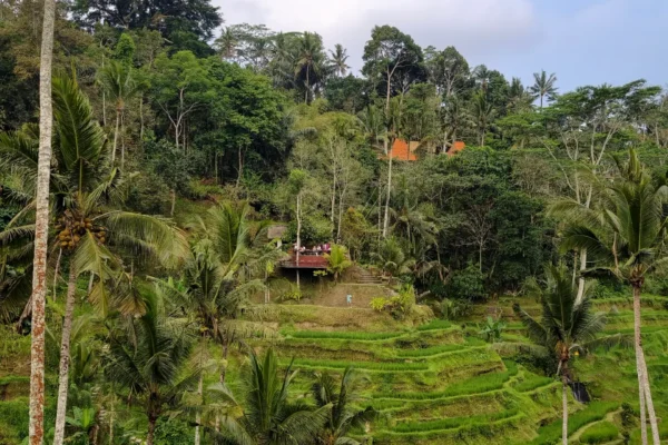 From Ubud: Hidden Waterfalls & Tegalalang Rice Terrace Tour