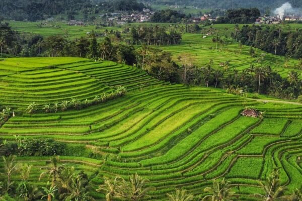 From Canggu: BratanTemple, Handara Gate & Jatiluwih Rice Terraces Tour