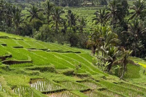 From Ubud: Jatiluwih Rice Terraces & Ulun Danu Beratan Temple Tour