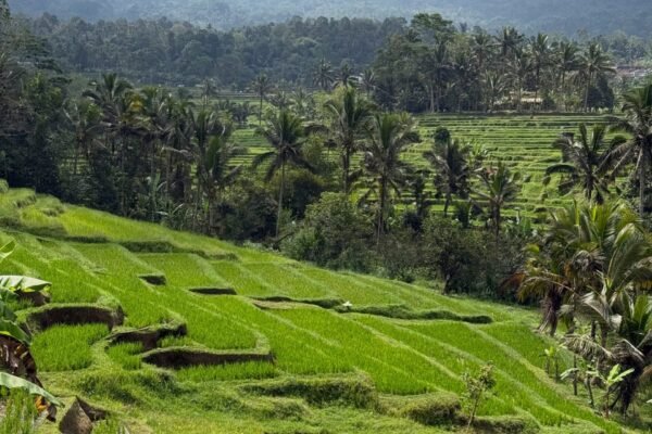 From Ubud: Jatiluwih Rice Terraces & Ulun Danu Beratan Temple Tour
