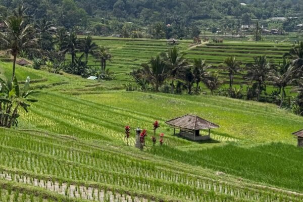 From Ubud: Jatiluwih Rice Terraces & Ulun Danu Beratan Temple Tour