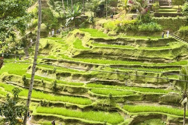 From Ubud: Hidden Waterfalls & Tegalalang Rice Terrace Tour