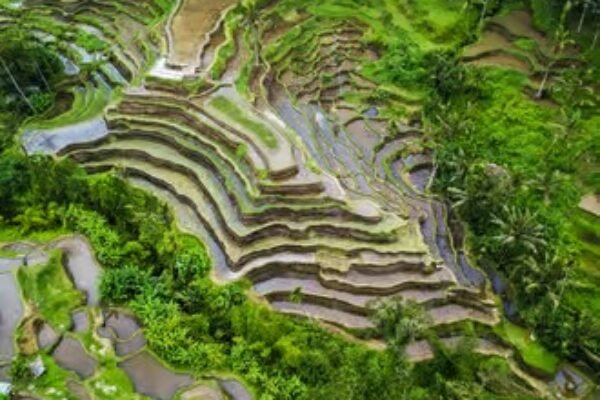 Ubud: Waterfalls, Terraced Rice Fields & Monkey Forest Private Tour